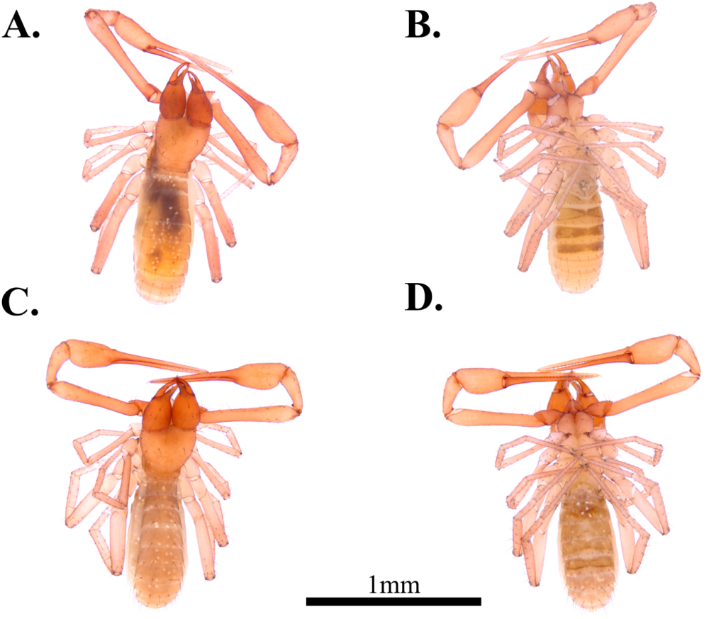 Spelaeochthonius dugigulensis, a blind dragon pseudoscorpion. Spelaeochthonius dugigulensis, a blind dragon pseudoscorpion.